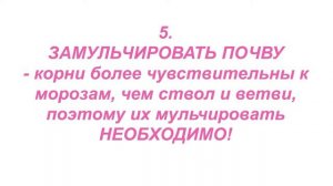 Мои растишки №48 /Дача спит, она устала / Зима на даче