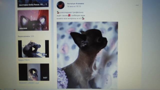 ПРОДАЮ длинношёрстных и короткошёрстных ЩЕНКОВ чихуа ЕСТЬ ДОСТАВКА в другие города,СТРАНЫ 25/06/202