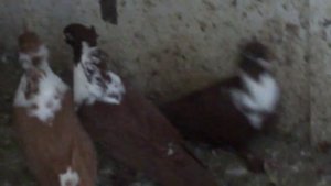 Голуби Краснодара Артамоны Павла Кальмавого