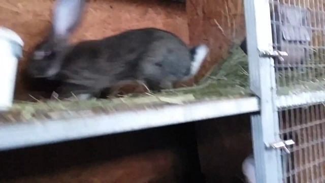 Купить кролика породы Бельгийский великан Фландр смотреть онлайн