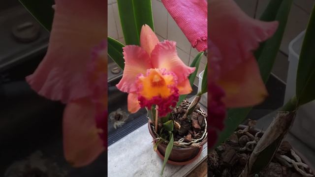 Floração Blc. Salmon Tak смотреть онлайн