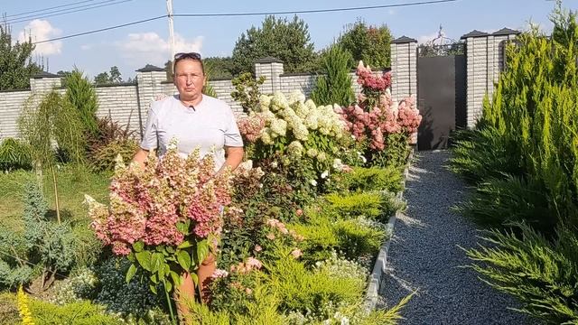 Гортензия Пинки Винки | Обзор сорта гортензии Пинки Винки | Как различать гортензии меняющие цвет