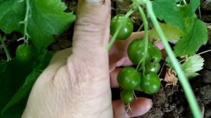 Урожай 2018 смородина ранняя