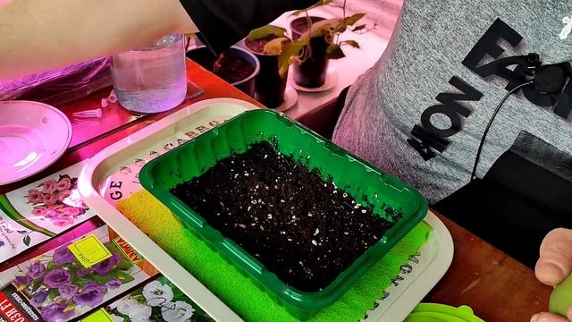 Как посеять эустому, а главное, как не опоздать с посевами. смотреть онлайн