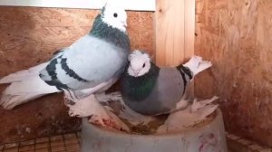 Обещанный обзор своей птицы. Сизолысые голуби и Касаны. Tauben/Pigeons/Голуби. Ч.2