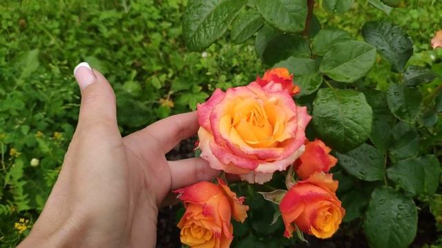 Розы в Подмосковье. LUMIA / ЛЮМИЯ смотреть онлайн