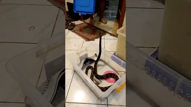 FEEDING RETICULATUS PYTHON MORPH смотреть онлайн