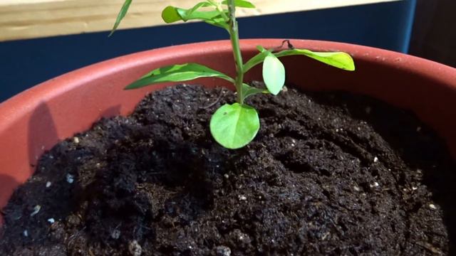 Crepe myrtle from a seed nov update смотреть онлайн