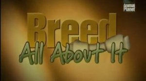 Animal planet Все о собаках 1BBC RU 21  Американская Акита