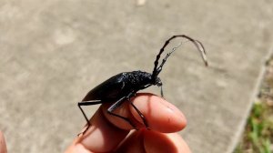 Усач большой дубовый - красно книжный вредитель деревьев