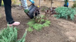Вейгела. Обрезка вейгелы осенью. Подготовка кустарника вейгела к зиме.
