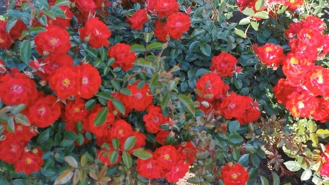 Роза Аустриана Austriana смотреть онлайн