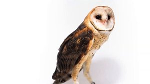 Обыкновенная сипуха Tyto alba