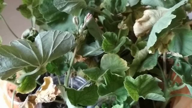 Герань комнатная (калачики) - пересаживаем осенью из сада в дом. //Geranium indoor reproduction.//