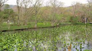 Marsh plants of Japan. Hakone Botanical Garden of Wetlands 2023 Spring. 春の箱根湿生花園 #wetland