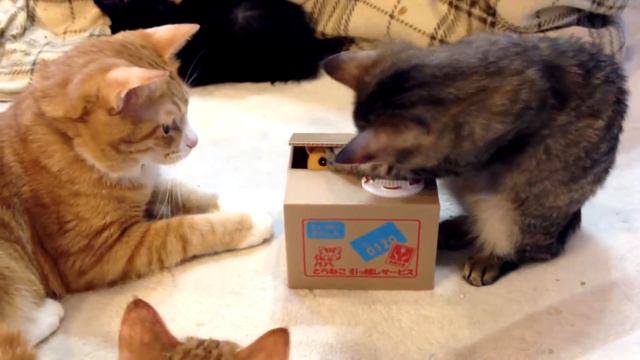 Кот Воришка и котики