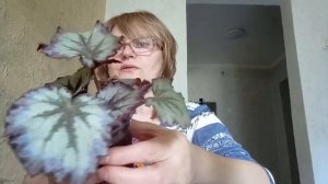 обзор и пересадка моих бегоний