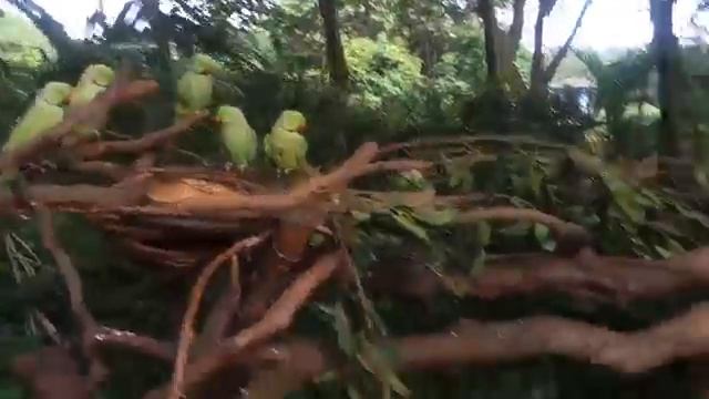 КРОКОПАРК ГУАНЧЖОУ!СОЧНЫЕ БЕГЕМОТЫ! (Chimelong Birds Park)