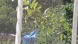 Подглядываем за соседями