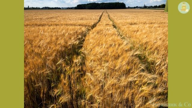 Без труда нема плода – народна притча