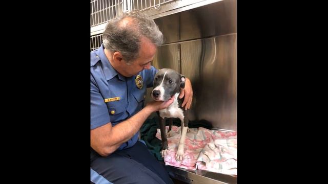 Пёс гулял у реки и вдруг потянул хозяйку к берегу. Под водой, в затонувшей клетке что-то двигалось смотреть онлайн