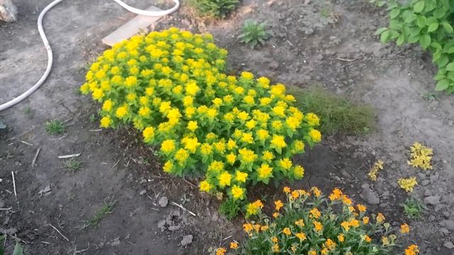 ирис бардюрный,желтушник,примула смотреть онлайн