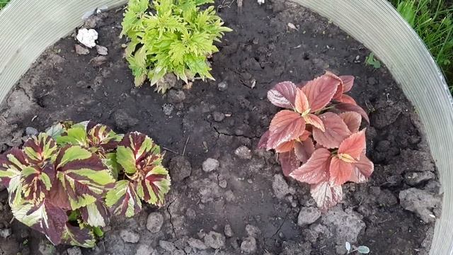 Мои декоративно- лиственные растения смотреть онлайн