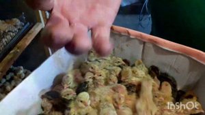 Вылупление перепелят.