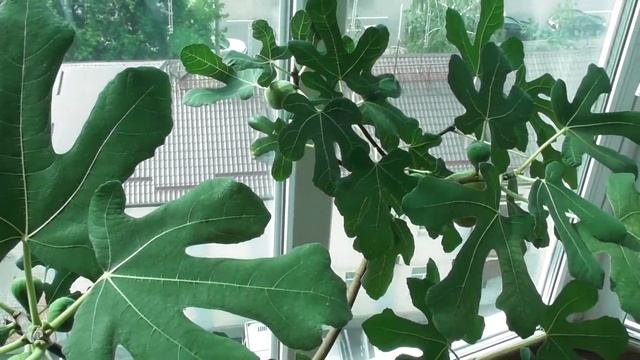Инжир в домашних условиях - созревание. Инжир медовый