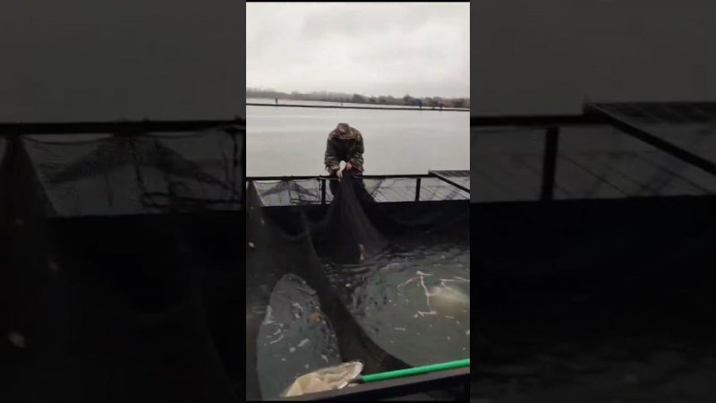 Утреннее зарыбление центральной части под рыбаков.