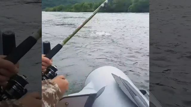 #камчатка #Рыбалка на #камчатке ,#река #тихая #Тасманский_дьявол #ямаха30 #кайман380 смотреть онлайн