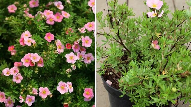 ТОП 6 САМЫХ НЕПРИХОТЛИВЫХ КУСТАРНИКОВ, которые украсят ваш сад! смотреть онлайн