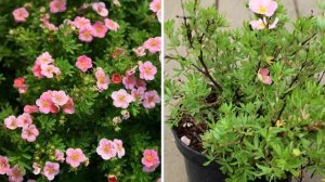 ТОП 6 САМЫХ НЕПРИХОТЛИВЫХ КУСТАРНИКОВ, которые украсят ваш сад!