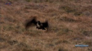 Гренландия. Дикая природа страны викингов / The Green Land: Wildlife in the Land of Vikings