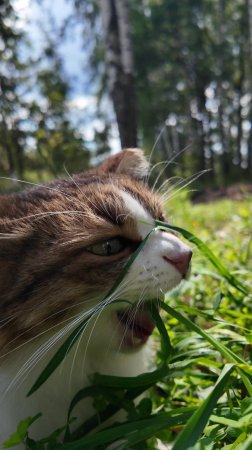 Кот Плюха дорвался до улицы.🐱