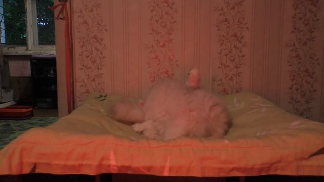 Купили кольцевую лампу для фото и видео съемки котят смотреть онлайн