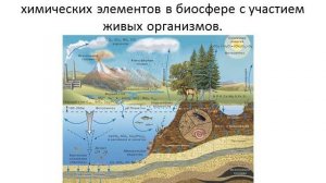 Круговорот веществ в биосфере 1