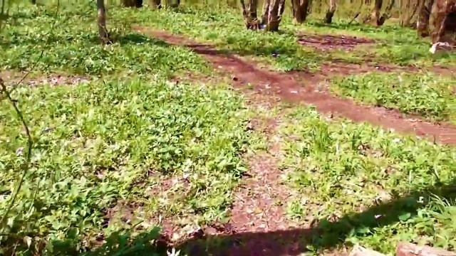 Ставрополь, Таманский лес в центре города