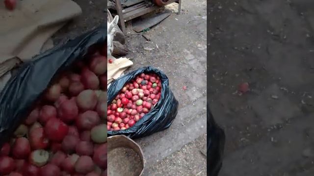 август.яблоки.пивная дробина. смотреть онлайн