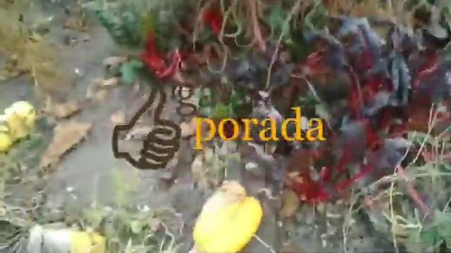 свекла наоборот. мангольд. для чего нужен. 3 варианта применения смотреть онлайн