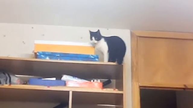 кот который боится высоты смотреть онлайн