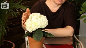 Красивые цветы ? Гортензия метельчатая. ТОП-10 самых популярных сортов