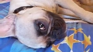 Кормление щенков французского бульдога