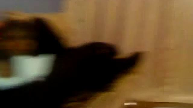 Йорк смотрит "Спокойной ночи малыши" смотреть онлайн