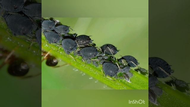 Как создать ферму тлей для муравьев в домашних условиях? смотреть онлайн