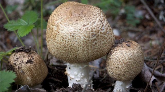Agaricus augustus смотреть онлайн