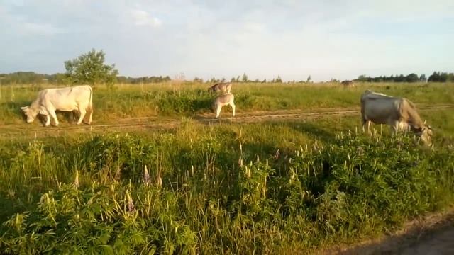 Цены на коров породы "Швиц"