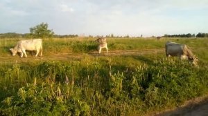 Цены на коров породы "Швиц"