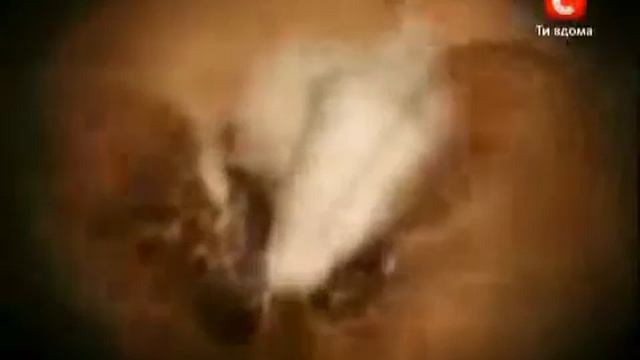 О вреде громкой музыки и дискотеки смотреть онлайн