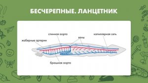 Биология 8 класс. Кровеносная система позвоночных